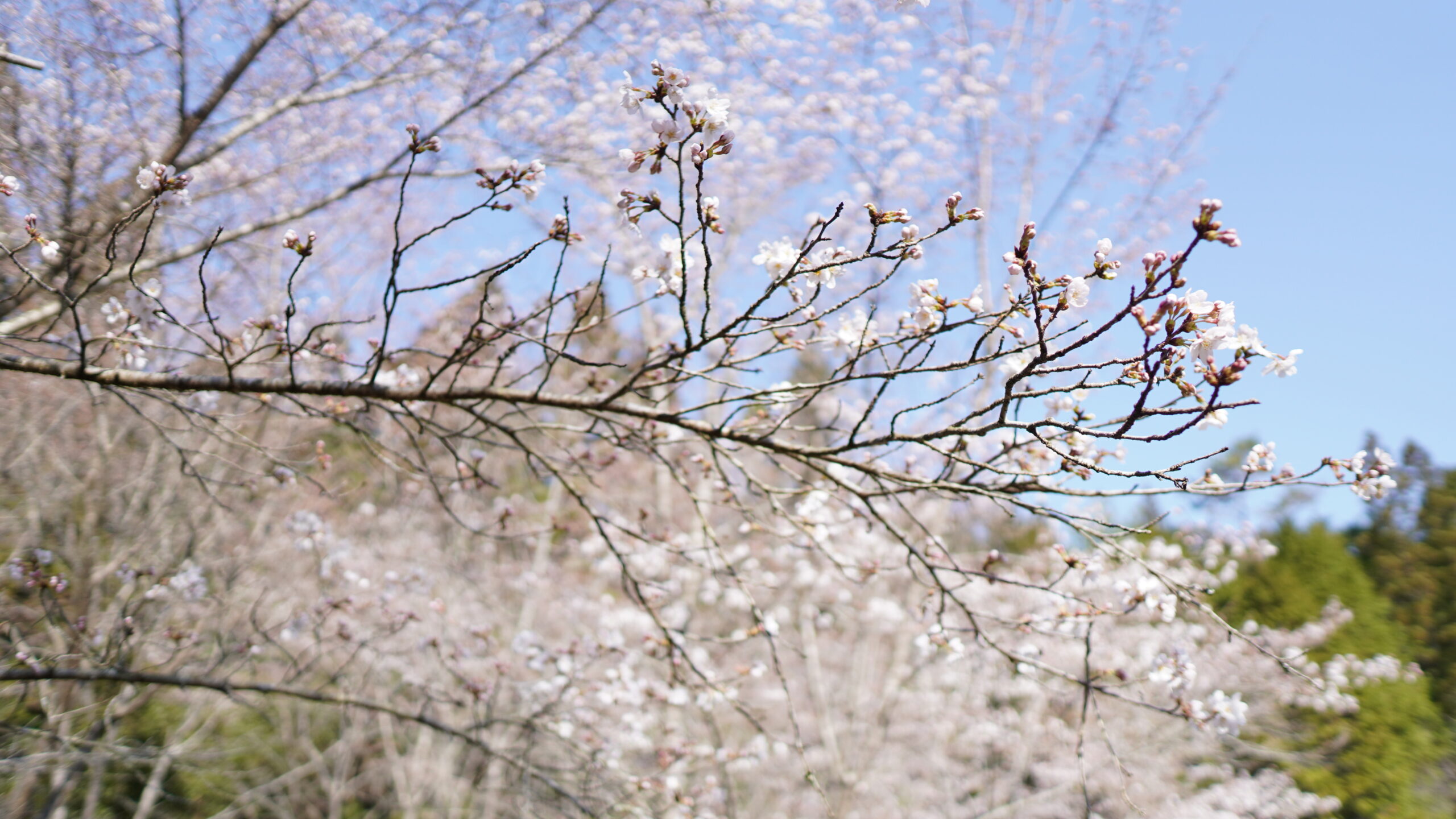 宮崎神社の桜
