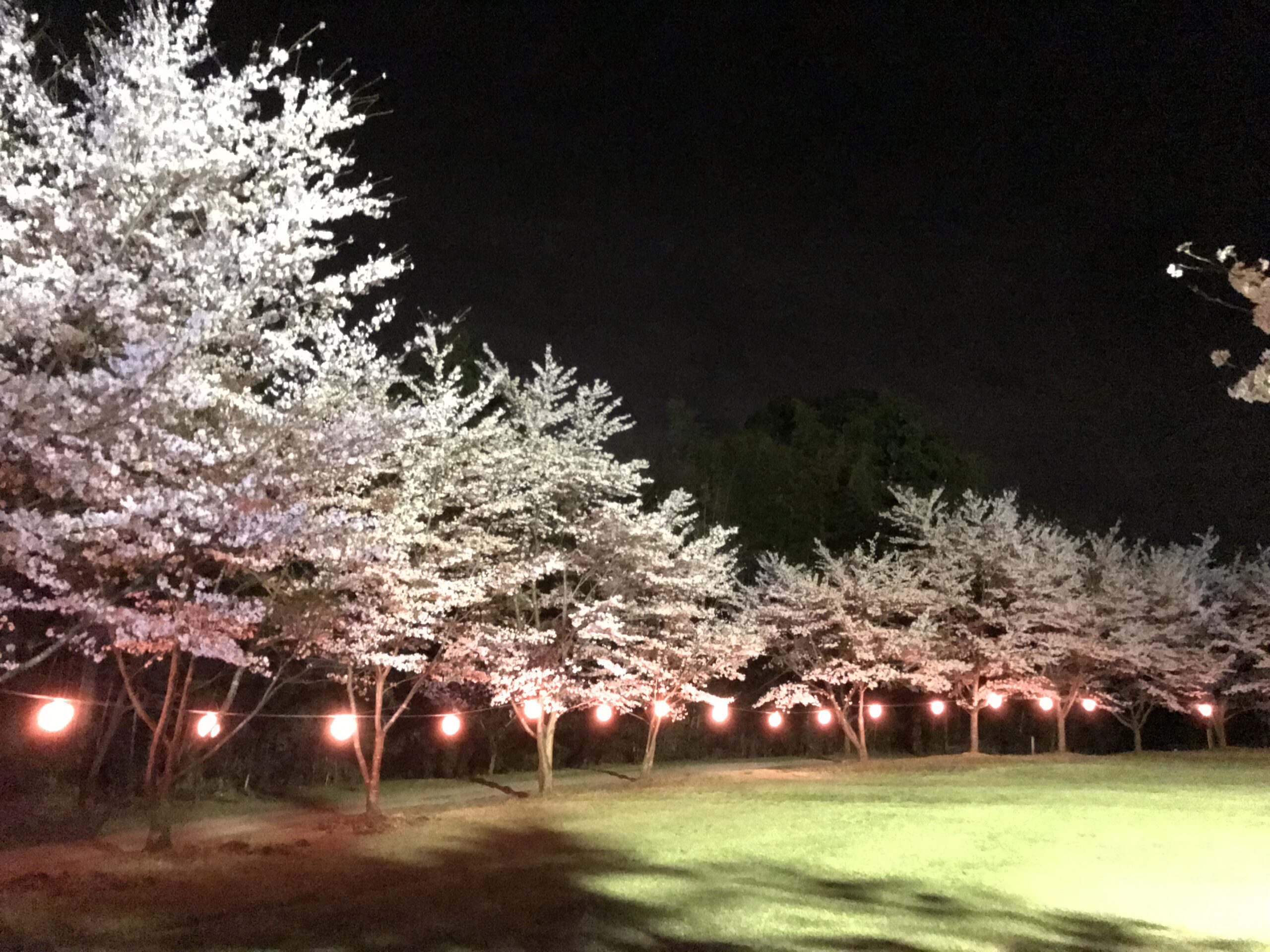 提灯の灯り